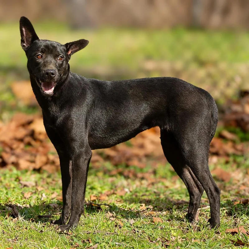 Vera Fang thumbnail 4