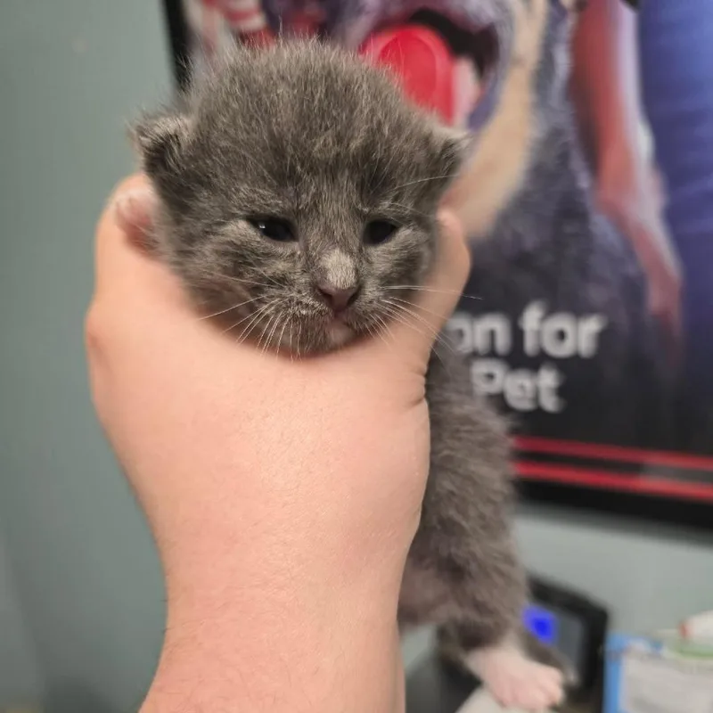 A baby small-sized female Gray / Blue / Silver Domestic Short Hair cat named Beacon for adoption in Edwardsville, IL