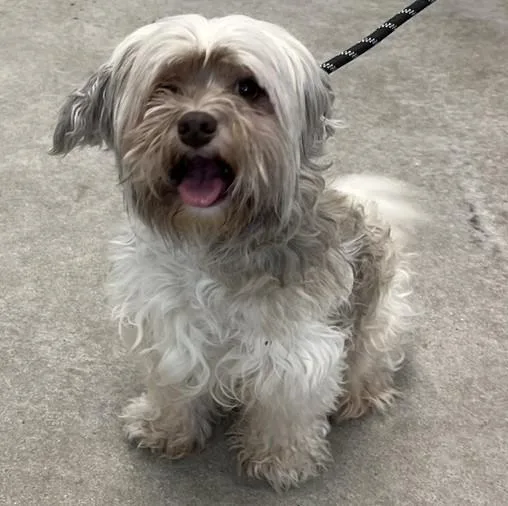 A young small-sized male White / Cream Shih Tzu dog named Button for adoption in Albany, NY