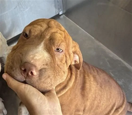 A baby large-sized male Pit Bull Terrier dog named Boo Boo for adoption in Mesa, AZ