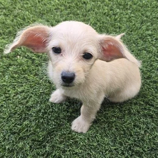 A baby small-sized female Apricot / Beige Poodle (Toy) dog named Jaci for adoption in Snyder, TX