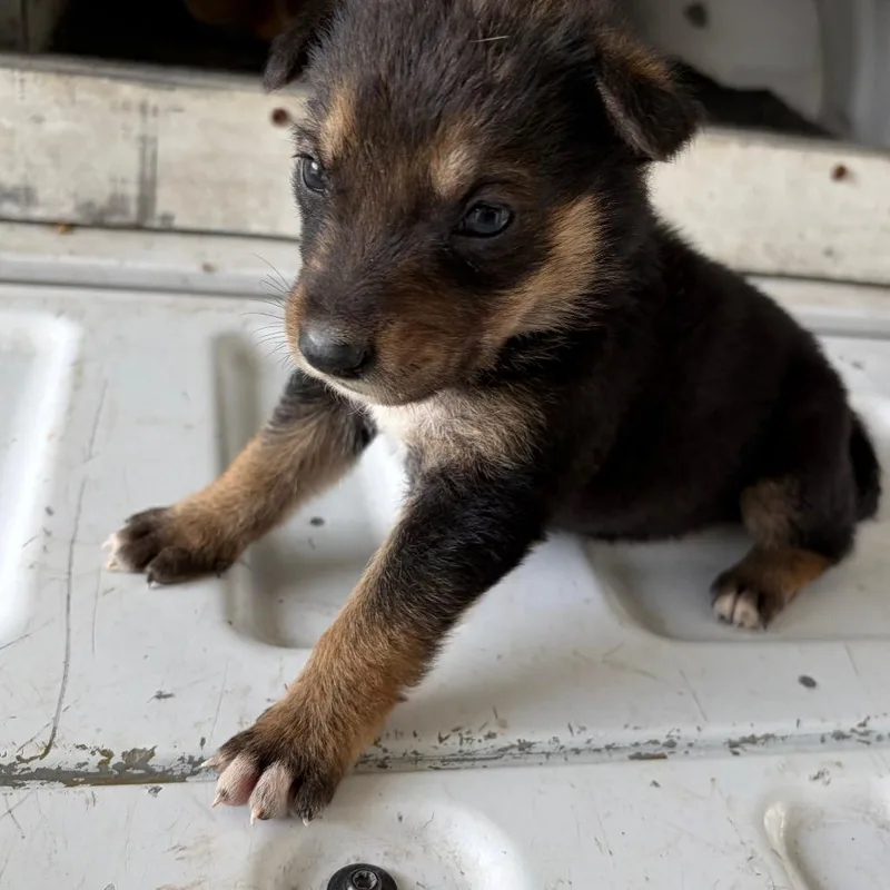 A baby small-sized female Black Shepherd dog named Taterbug for adoption in Edinburg, TX