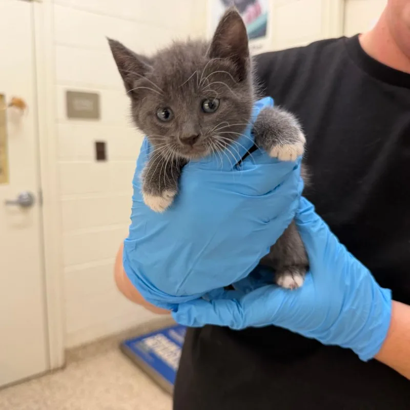 A baby small-sized female Gray / Blue / Silver Domestic Short Hair cat named Jigglypuff for adoption in Auburn, AL