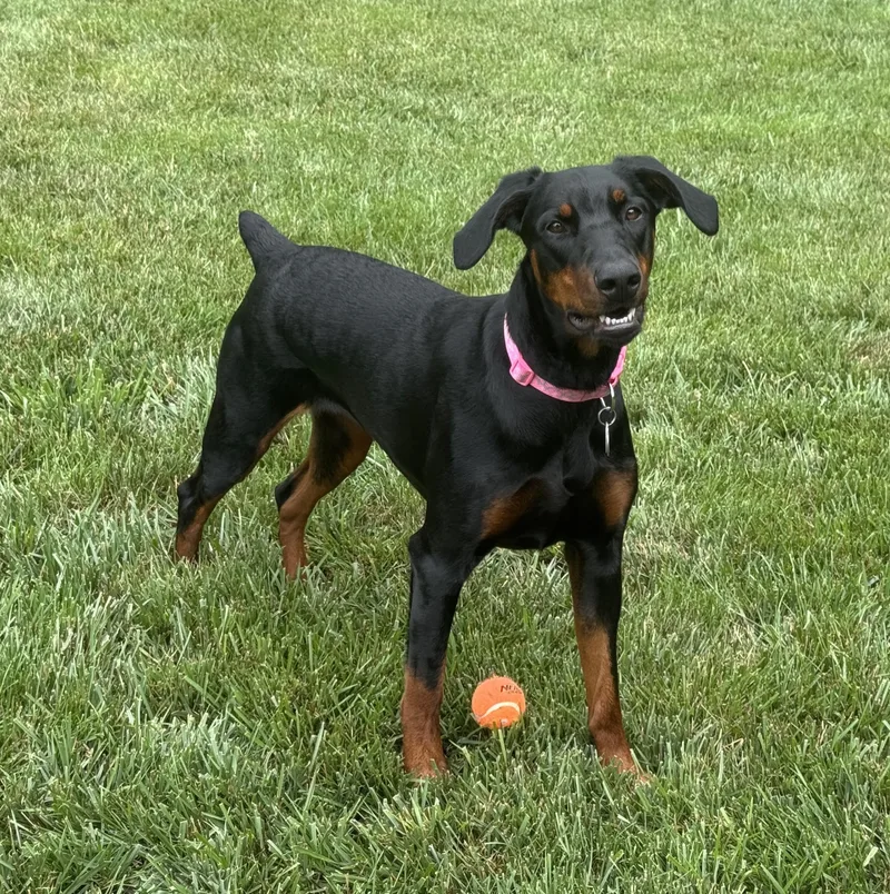 A young large-sized female Black Doberman Pinscher dog named Daisy for adoption in Arlington, VA
