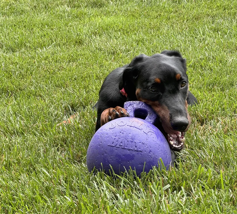 Daisy thumbnail 3