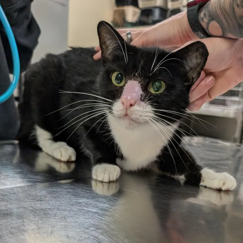 An adult medium-sized male Black Domestic Short Hair cat named Leo for adoption in Titusville, FL