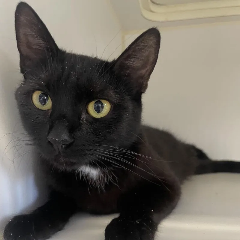 Mother Boo thumbnail 3