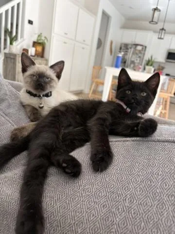A baby medium-sized female Siamese cat named Chobani for adoption in Fresno, CA