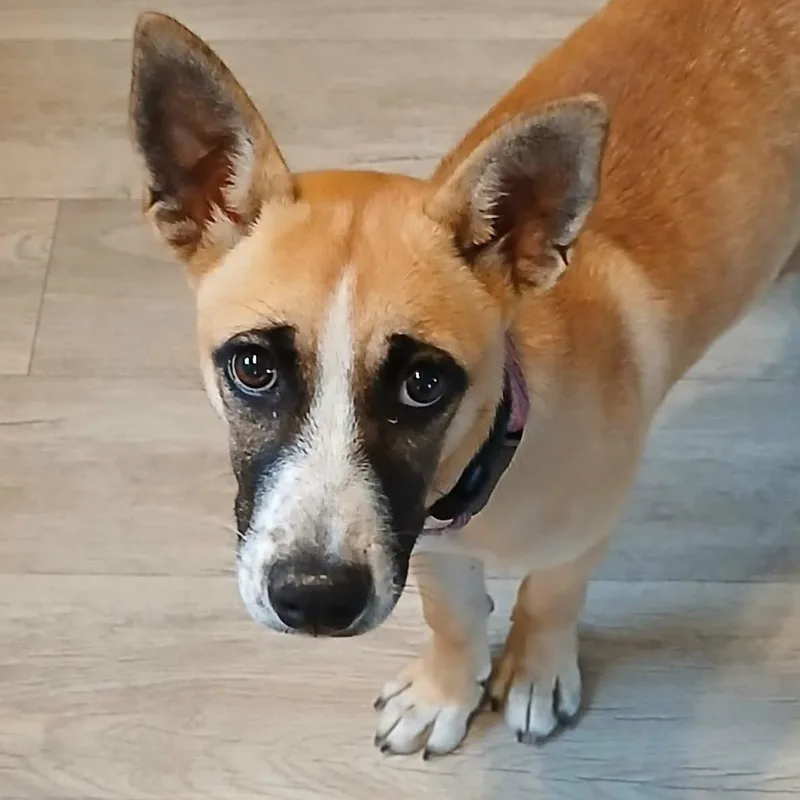 Daisy Mae thumbnail 3
