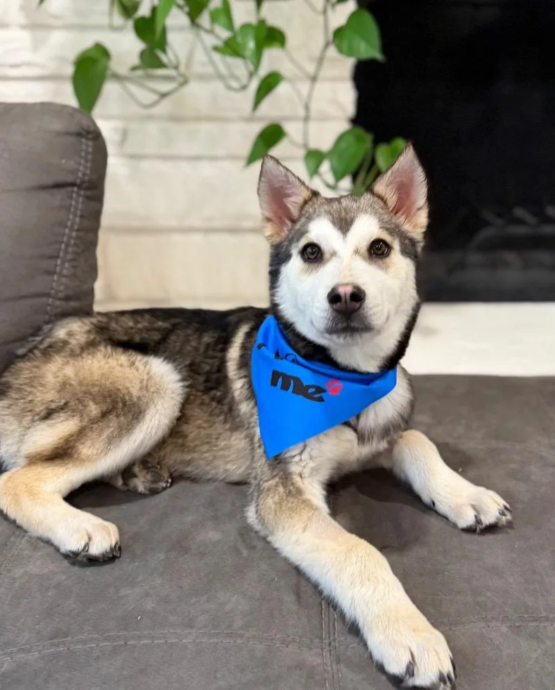 Taurentz thumbnail 2