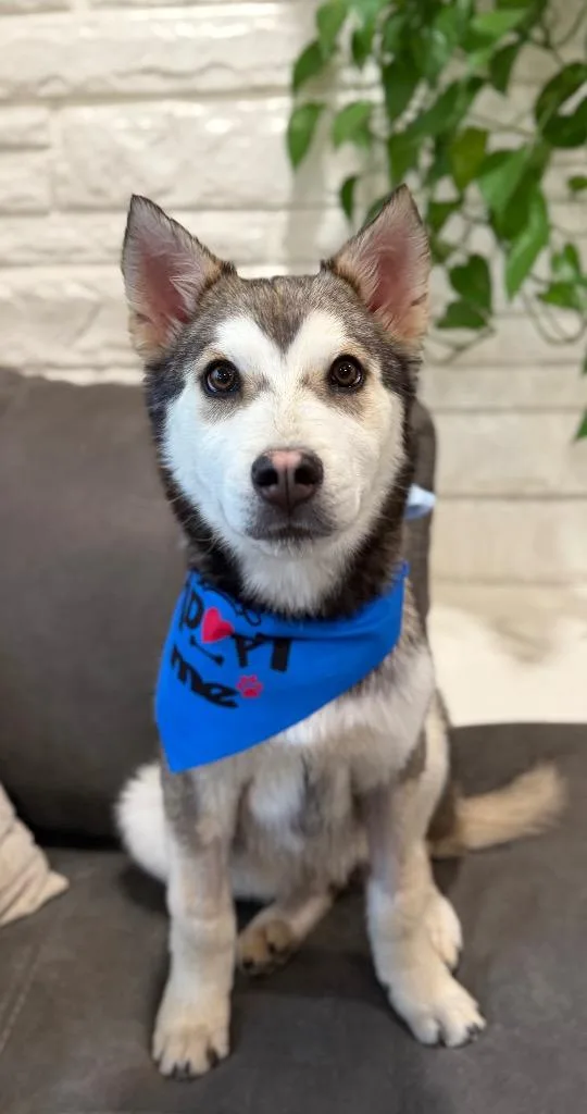 Taurentz thumbnail 3