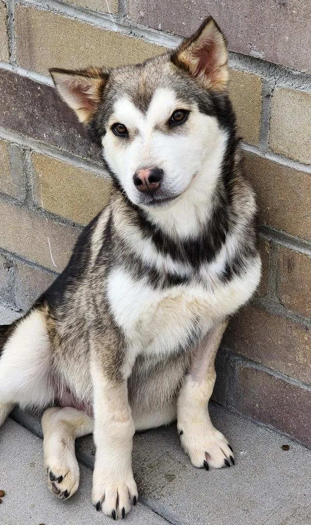 Taurentz thumbnail 4