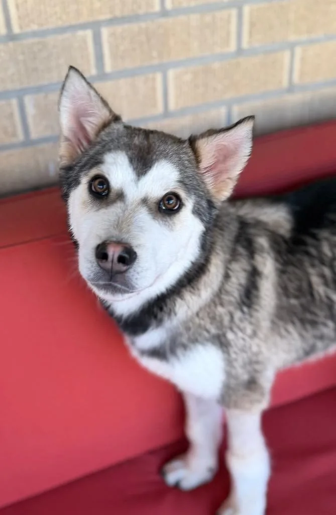 Taurentz thumbnail 5