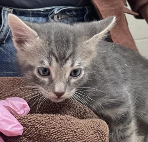 A baby small-sized female Domestic Short Hair cat named Alto for adoption in Escondido, CA