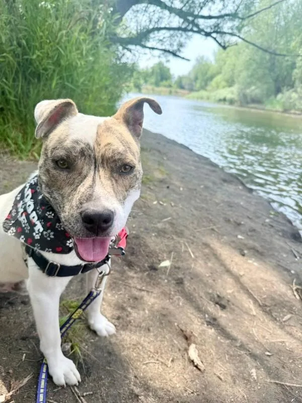 An adult medium-sized male Brindle Mixed Breed dog named Star Fruit for adoption in Fort Collins, CO