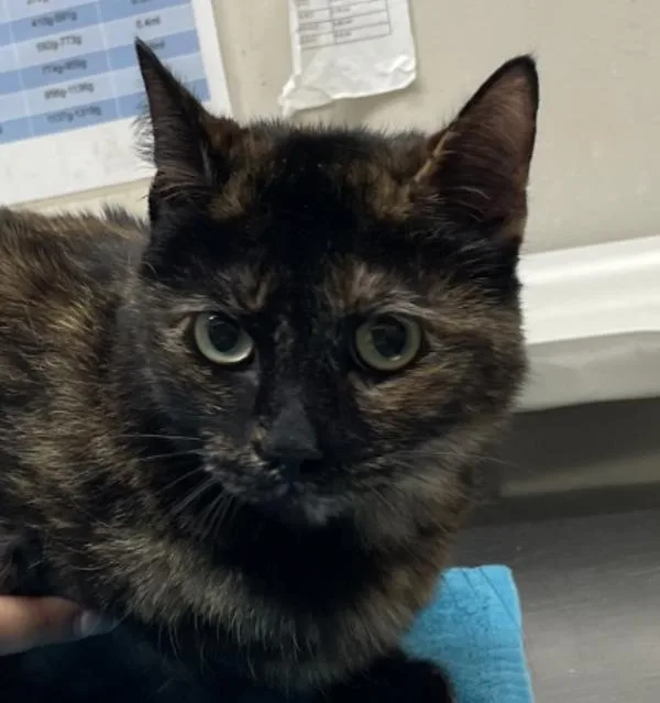 An adult small-sized female Domestic Short Hair cat named Sandy Cakes for adoption in El Cajon, CA