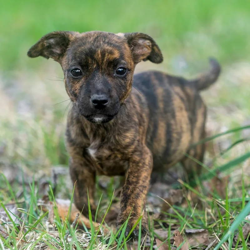 A baby small-sized female Brindle Terrier dog named Sepia for adoption in Wake Forest, NC