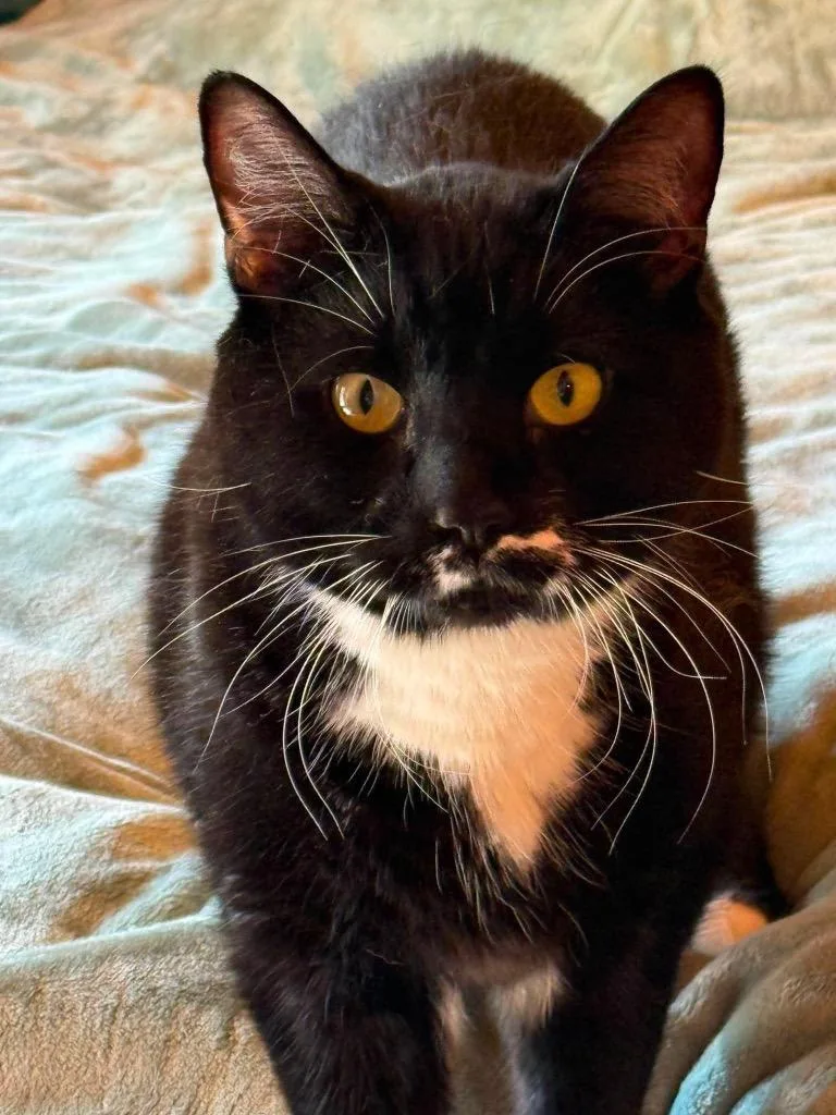 An adult small-sized male Domestic Short Hair cat named Boris for adoption in Gorham, ME