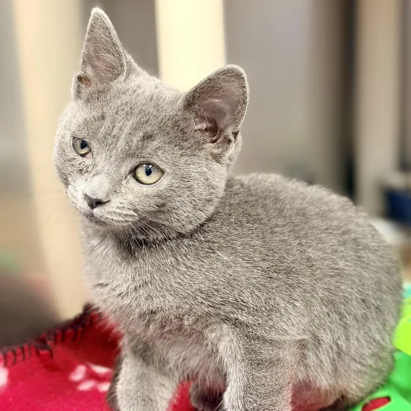A baby medium-sized female Gray / Blue / Silver Domestic Short Hair cat named Willow for adoption in Manahawkin, NJ