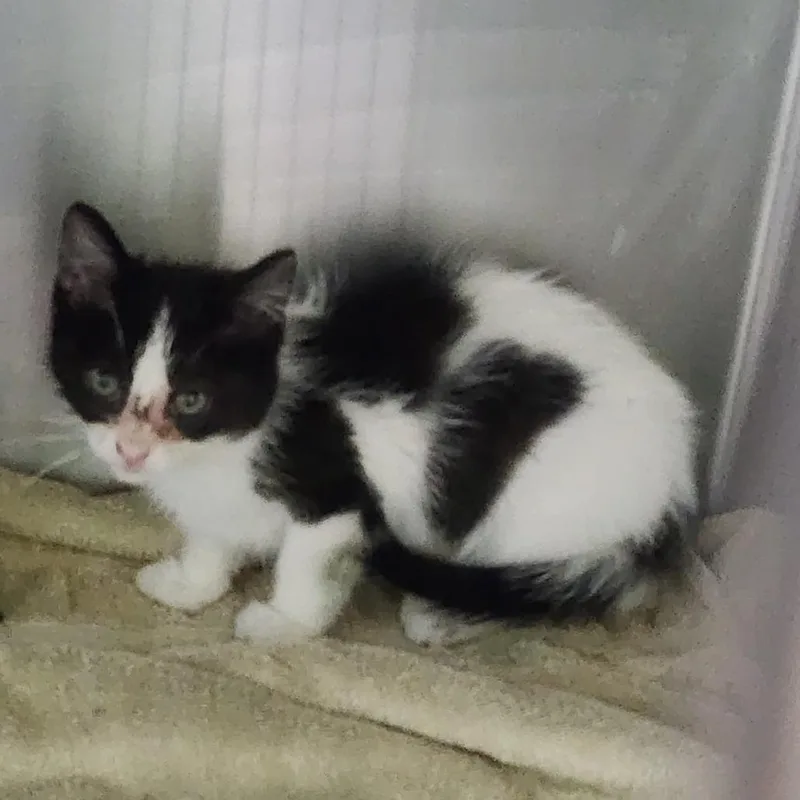A baby small-sized female White Domestic Short Hair cat named Jazz for adoption in Dixon, IL