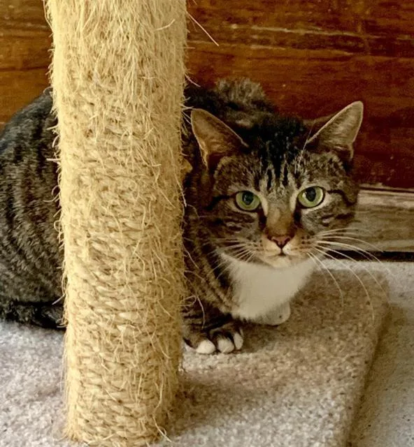 An adult small-sized female Domestic Short Hair cat named Selene for adoption in Berlin, MD