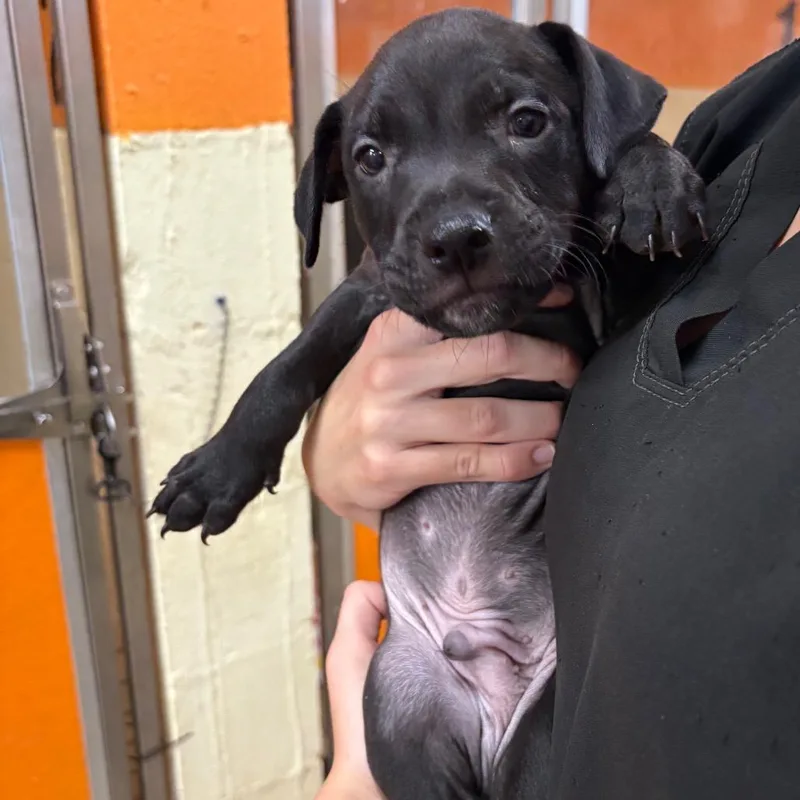 A baby medium-sized male Mixed Breed dog named Patron for adoption in Pensacola, FL