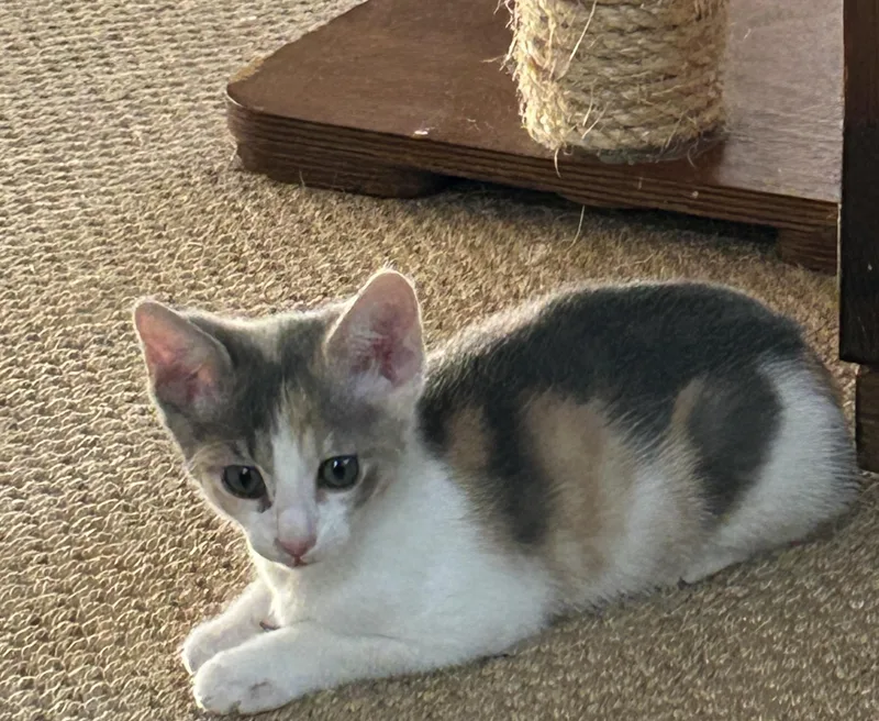 A baby small-sized female Domestic Short Hair cat named Chamomile for adoption in Havertown, PA