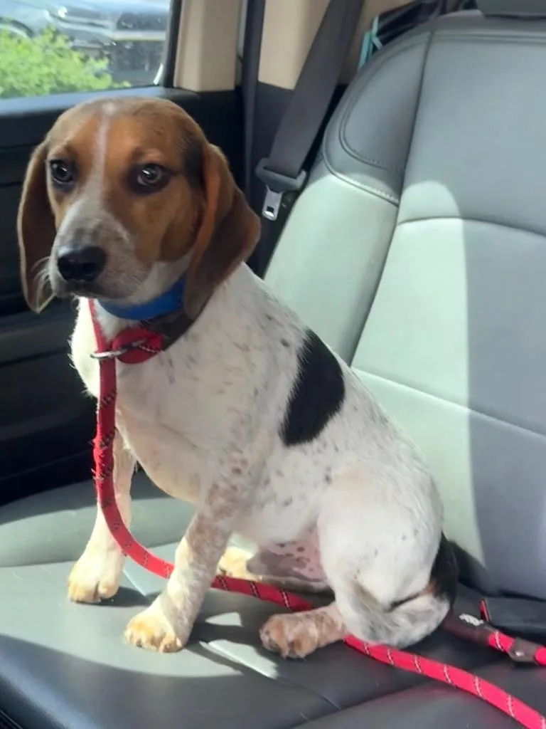 A young medium-sized male Beagle dog named Billy for adoption in North Vernon, IN