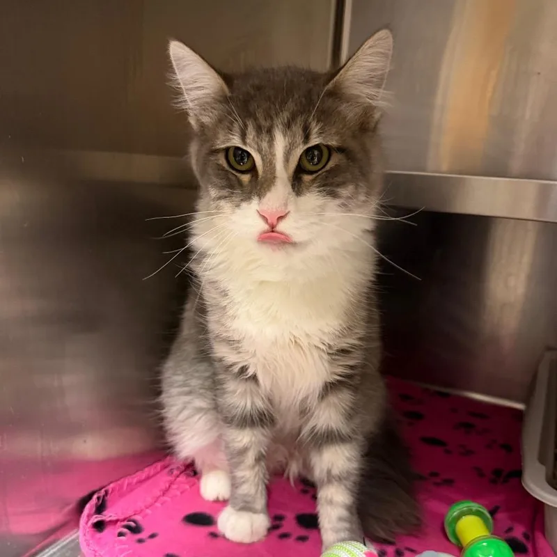 A young medium-sized male Domestic Medium Hair cat named Henry for adoption in Newberg, OR