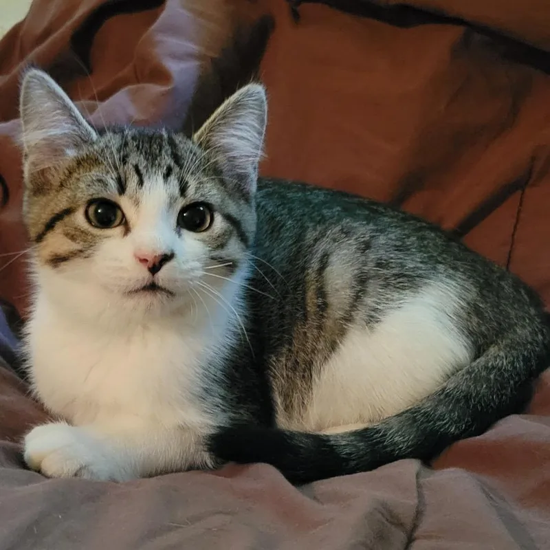 A baby small-sized male Domestic Short Hair cat named Carmel for adoption in Woodstock, GA