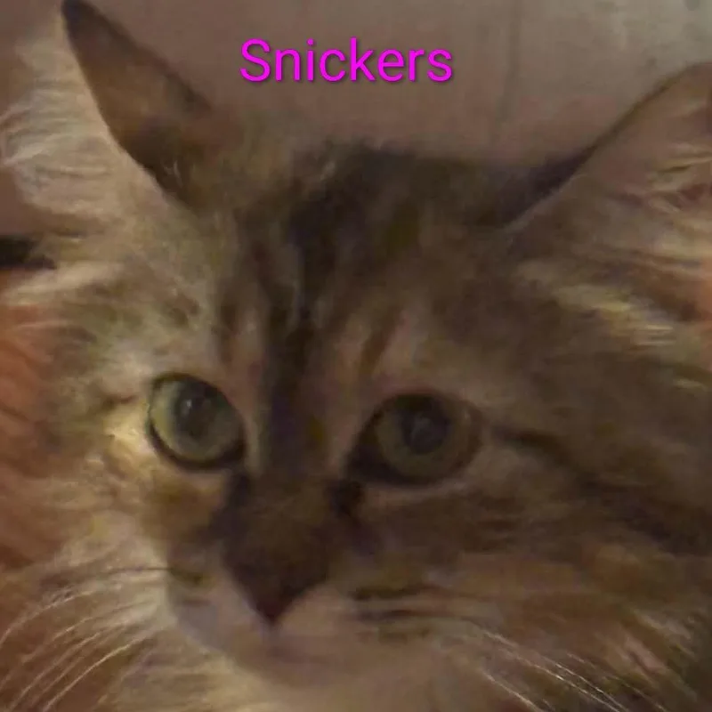 Snickers