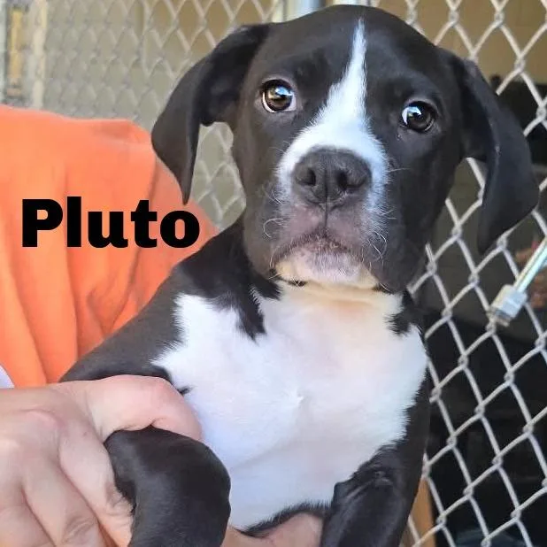 A baby medium-sized male Mixed Breed dog named Pluto for adoption in Escanaba, MI