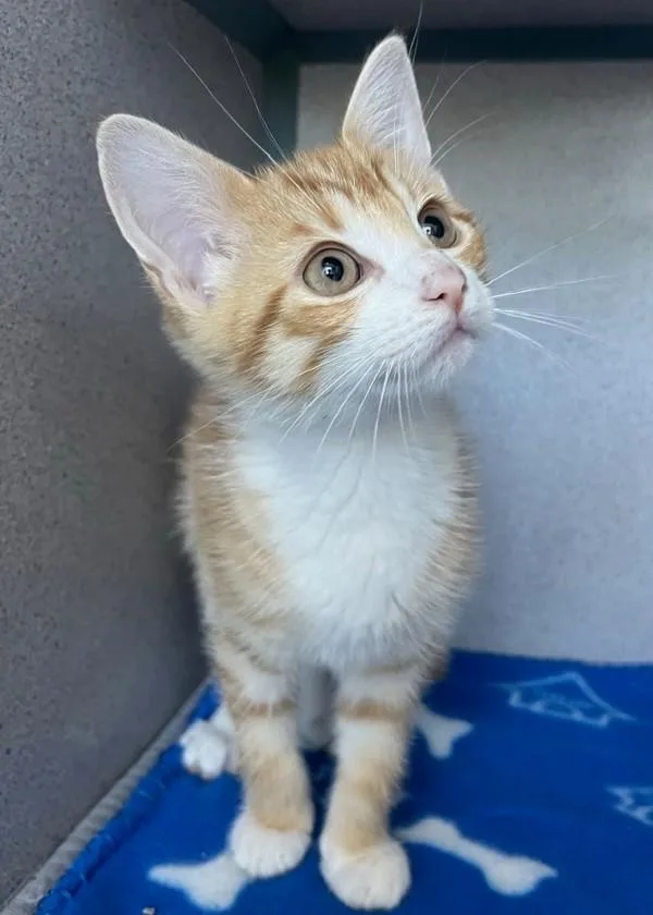 Cyrus