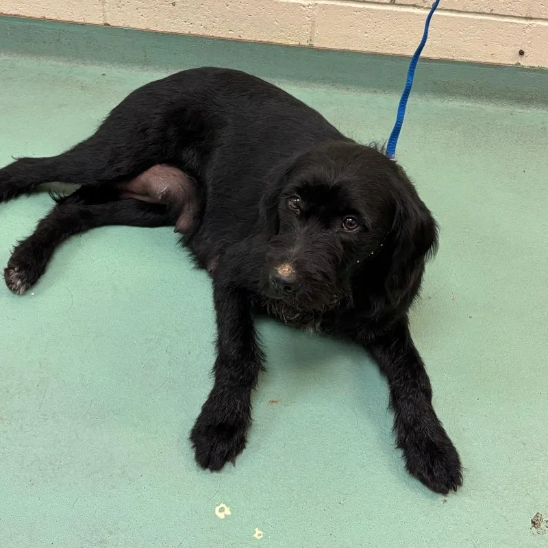 An adult medium-sized female Black Mixed Breed dog named Celeste for adoption in Memphis, TN