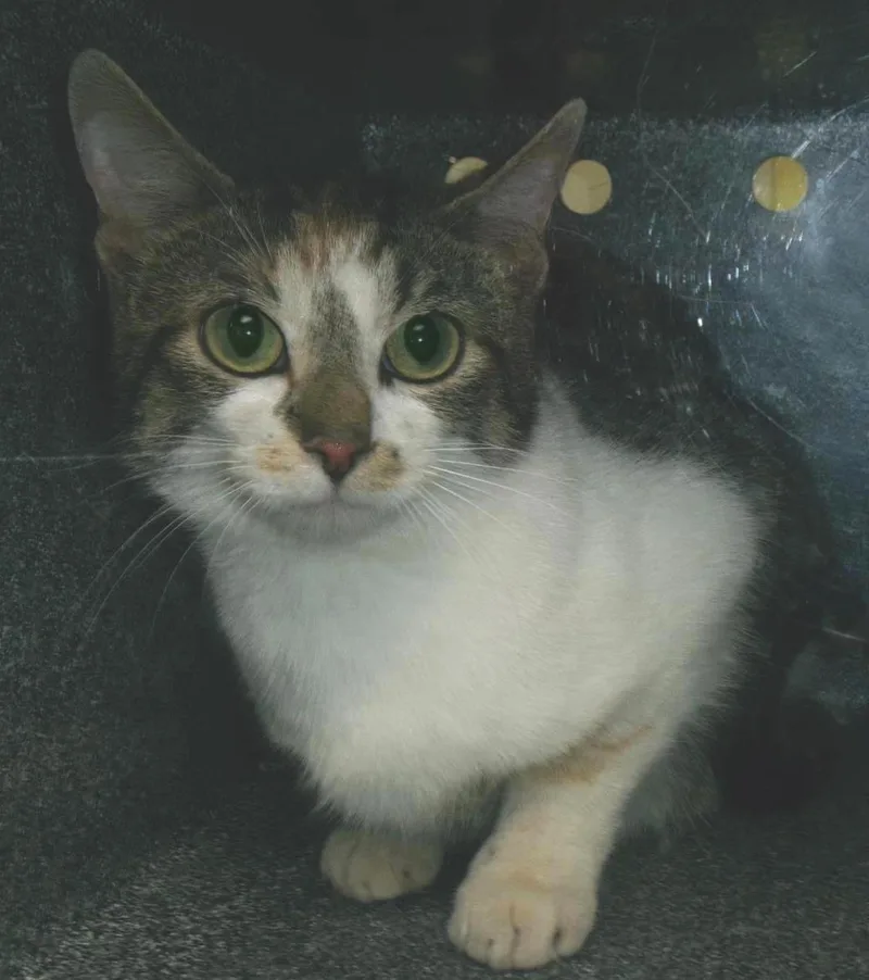 An adult medium-sized female Black Domestic Short Hair cat named Candace for adoption in Plover, WI