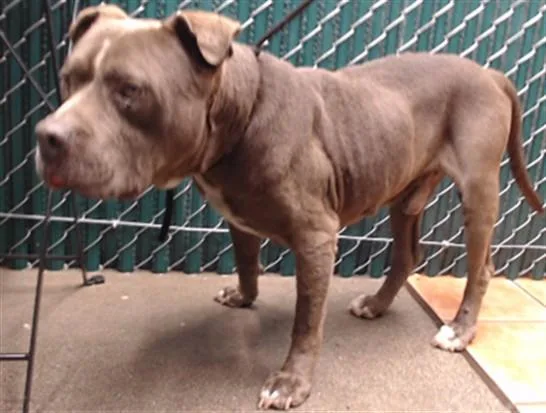A senior medium-sized male Pit Bull Terrier dog named Raskal for adoption in Downey, CA