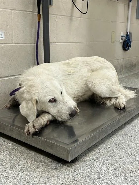 A young extra large-sized female Great Pyrenees dog named A for adoption in Conroe, TX
