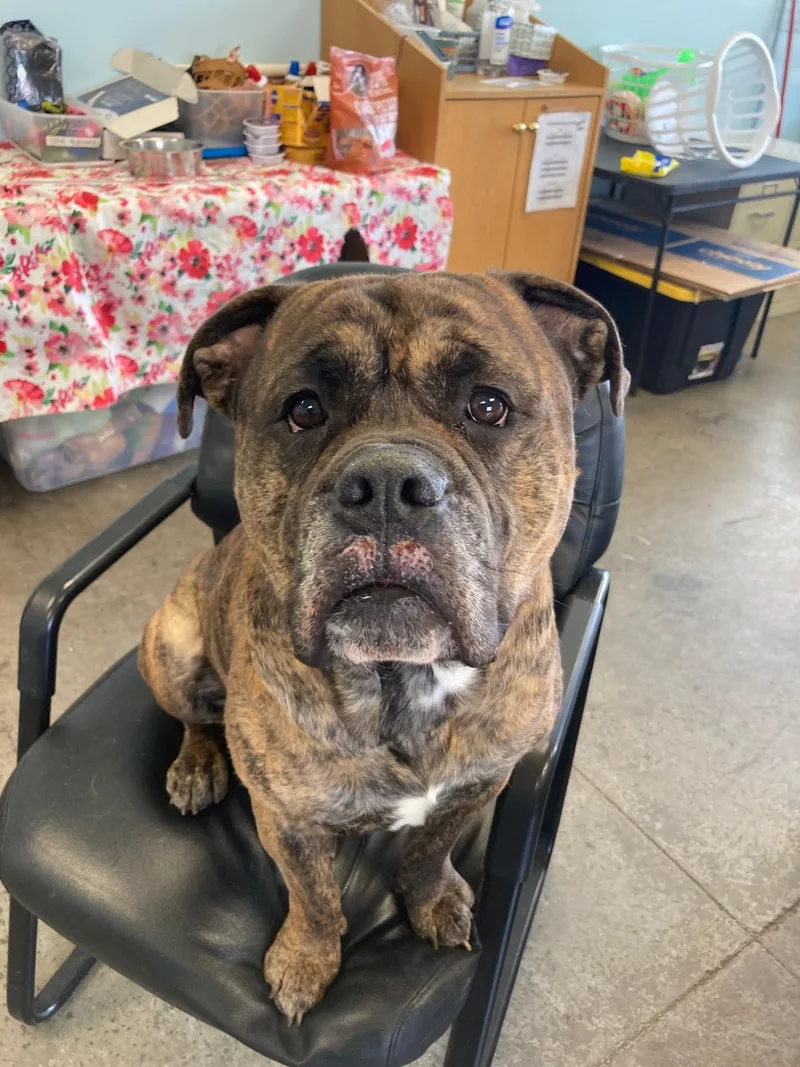 The Boulder thumbnail 2