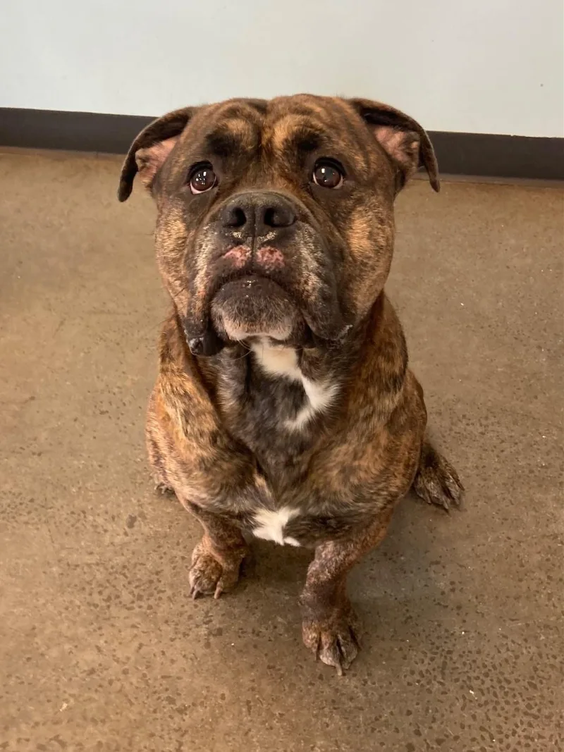 The Boulder thumbnail 3