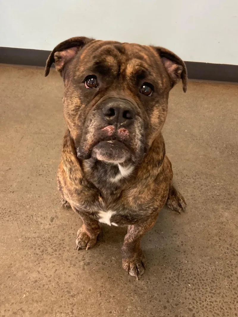 The Boulder thumbnail 4