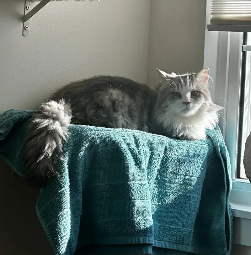 A young large-sized male Gray & White Maine Coon cat named Jay for adoption in Vienna , VA