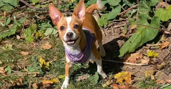 A baby small-sized female White / Cream Chihuahua dog named Sombra for adoption in Waunakee, WI