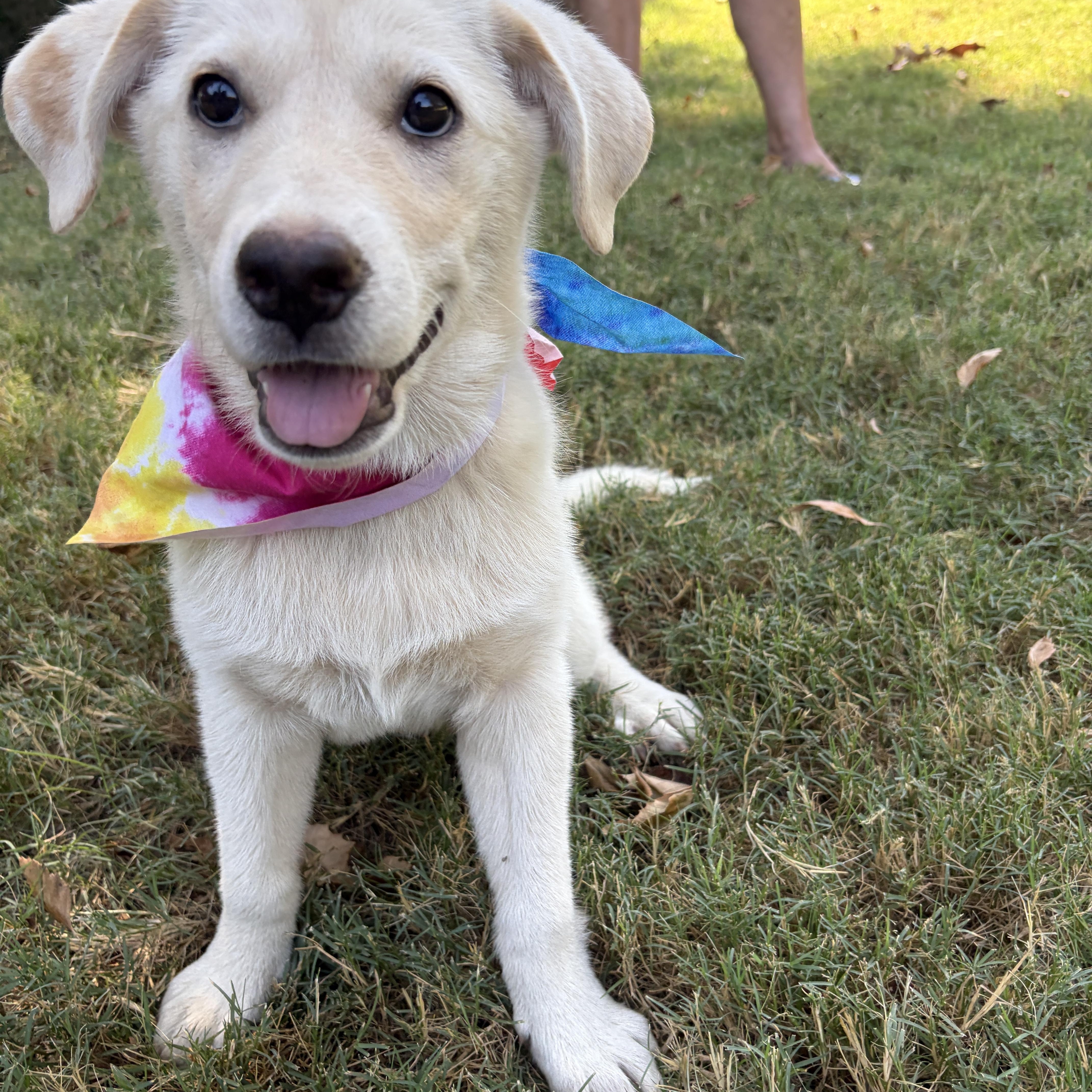 A baby medium-sized female Golden Retriever dog named Butter for adoption in Cordova, TN
