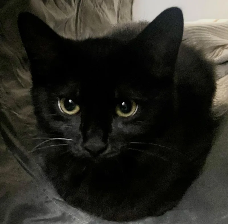 A baby medium-sized female Black Domestic Medium Hair cat named Nori for adoption in Walled Lake, MI
