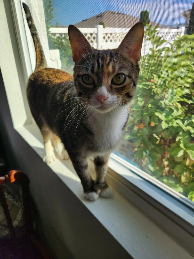 An adult medium-sized female Calico Domestic Short Hair cat named Helene for adoption in Tampa, FL