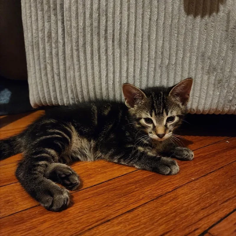 A baby small-sized female Brown / Chocolate Domestic Short Hair cat named Noa for adoption in Middle Village, NY
