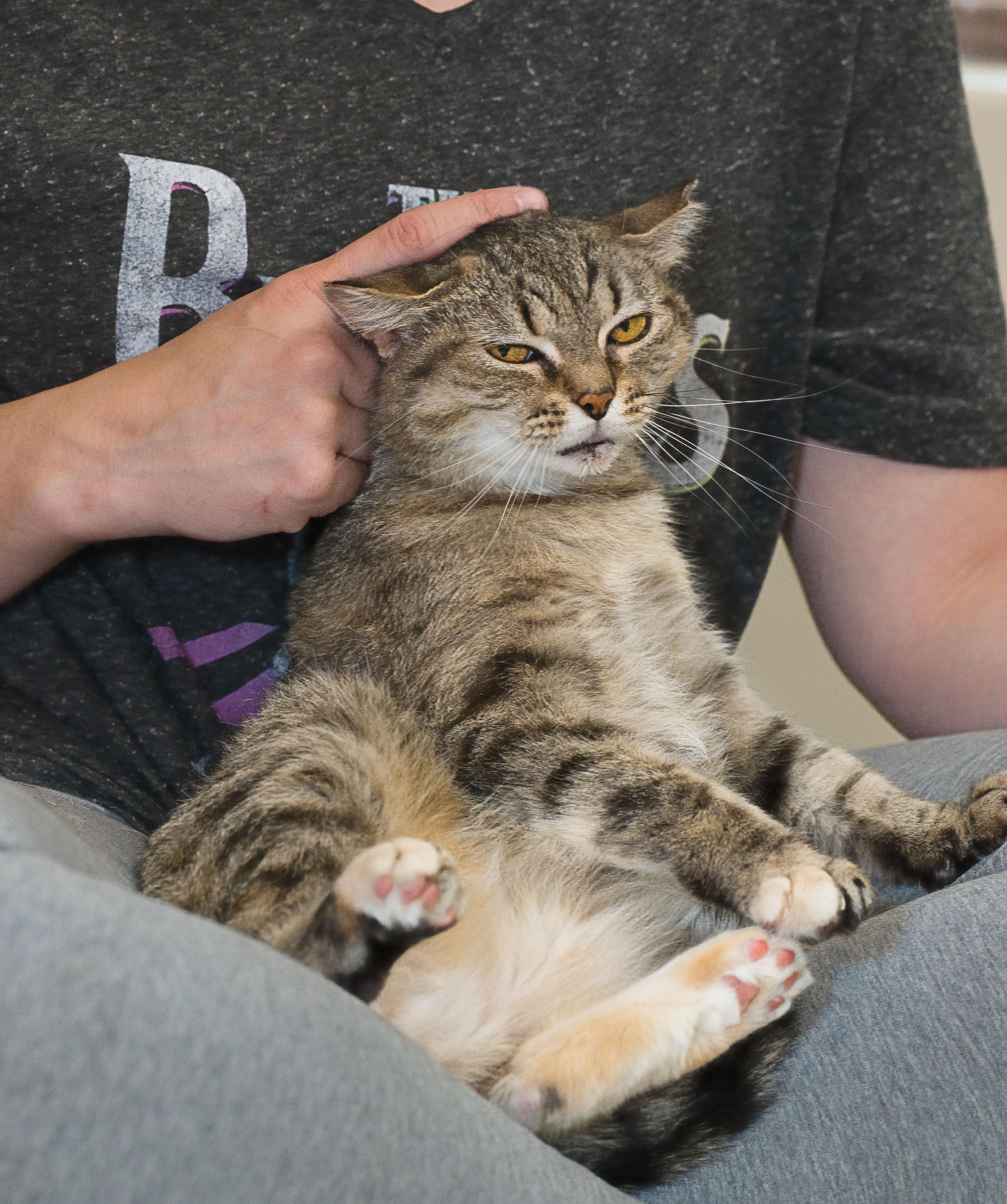 An adult medium-sized female Tabby (Brown / Chocolate) Domestic Short Hair cat named Kae Marie for adoption in Milwaukee, WI