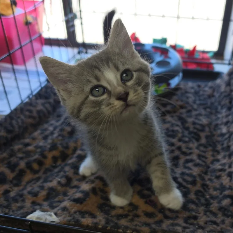 A baby medium-sized male Gray / Blue / Silver Tabby cat named Figurine for adoption in Clarksville, VA
