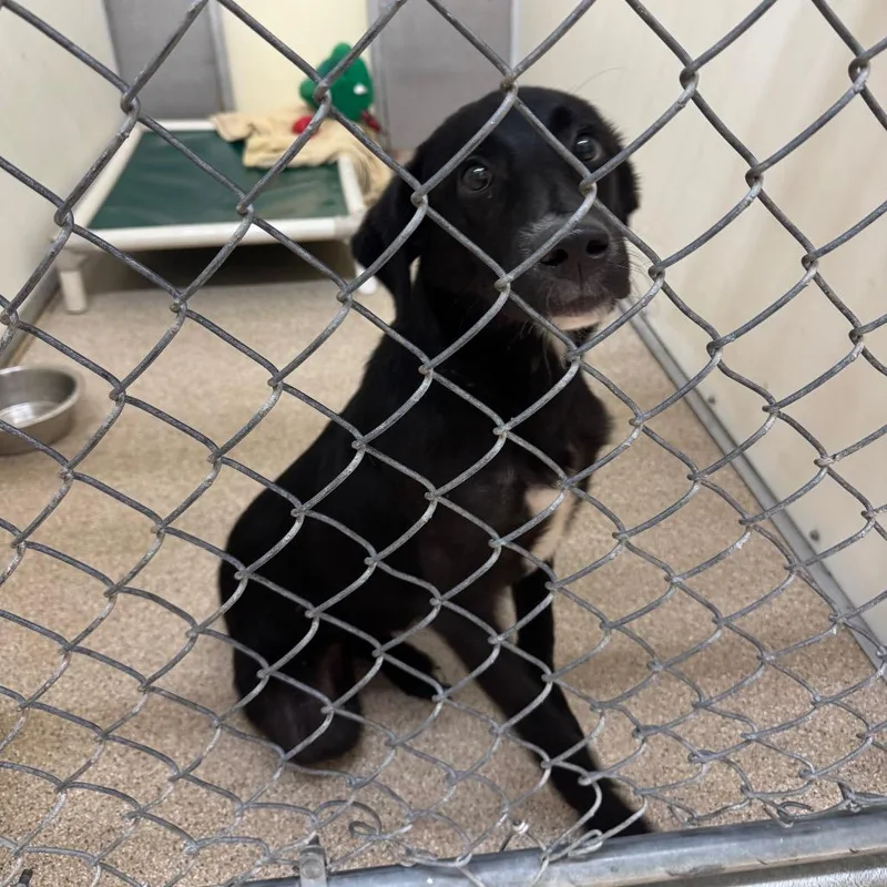 A young medium-sized male Black Labrador Retriever dog named Cooper for adoption in Pekin, IL