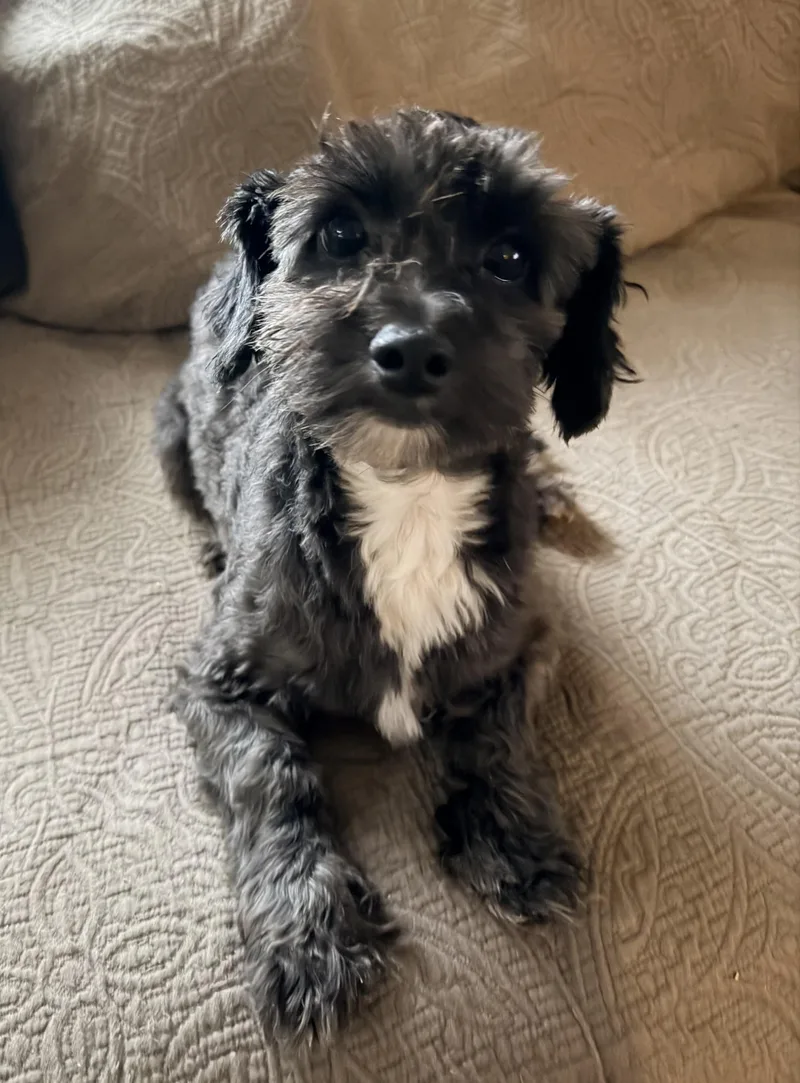 A young small-sized male Miniature Poodle dog named Rolo for adoption in Stoughton, MA